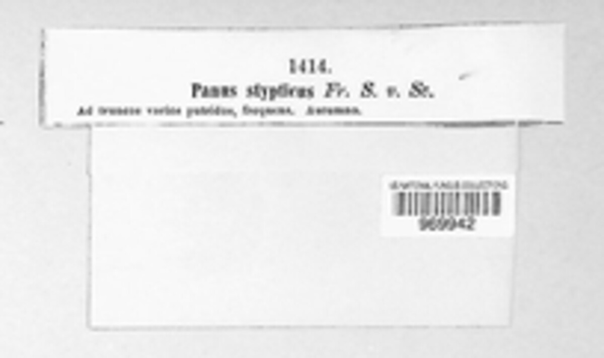 Panellus stipticus image